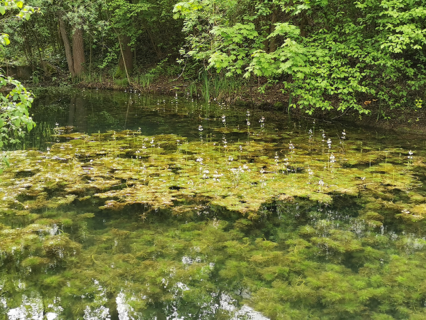 An overgrown pond with water violet. Light pink blossoms stand out from the water surface. 