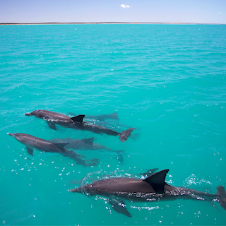 Drei Delfine im türkisblauen Wasser