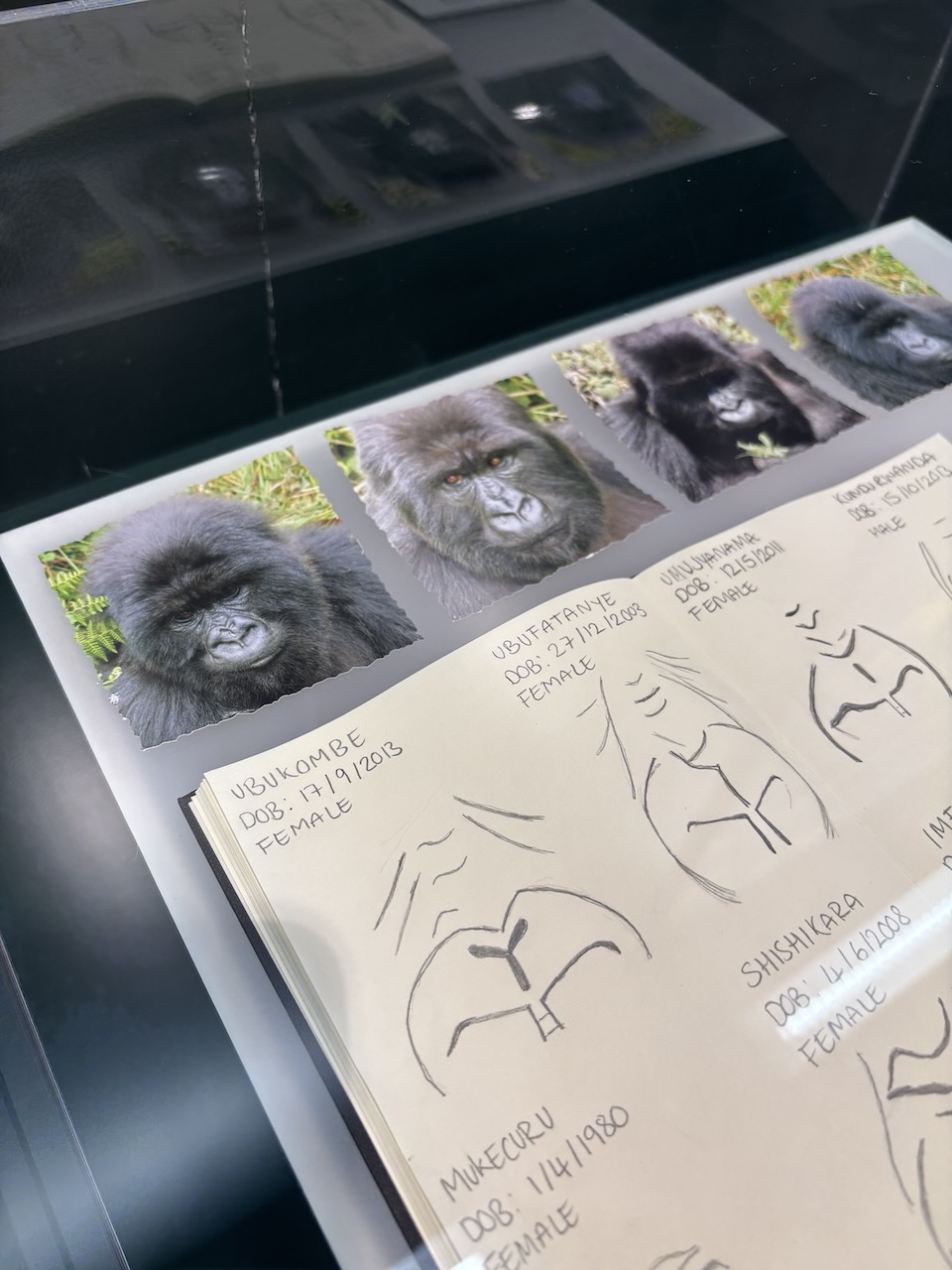 Photos of gorillas and drawings that show the unique nose wrinkles of each gorilla - this is the noseprint ID. 